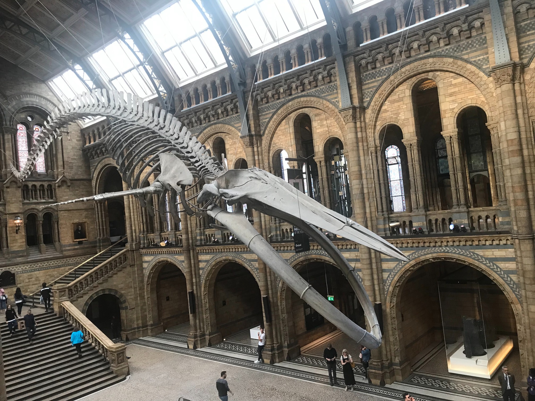 Dinosaur skeleton in the Natural History Museum in London